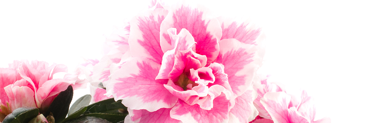 Azalea