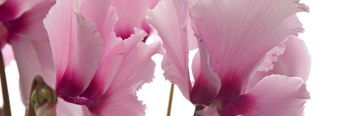 Cyclamen