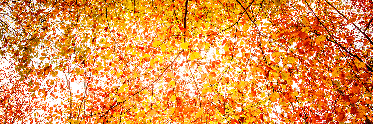 Autum Forrest