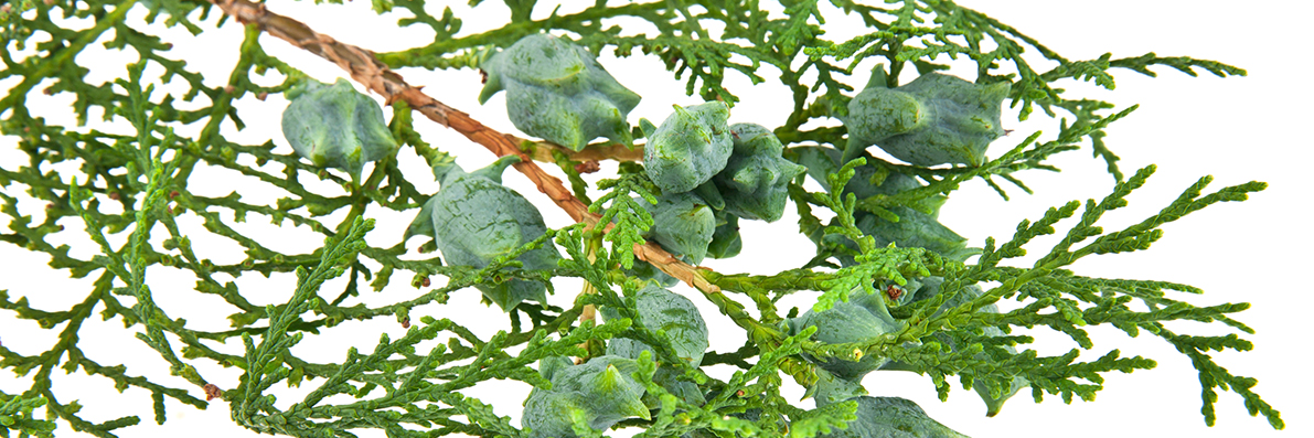 Thuja