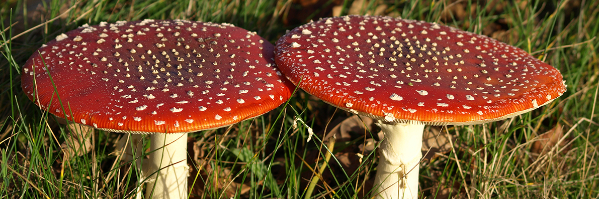Mushroom